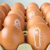 Everything You Need to Know About Salmonella