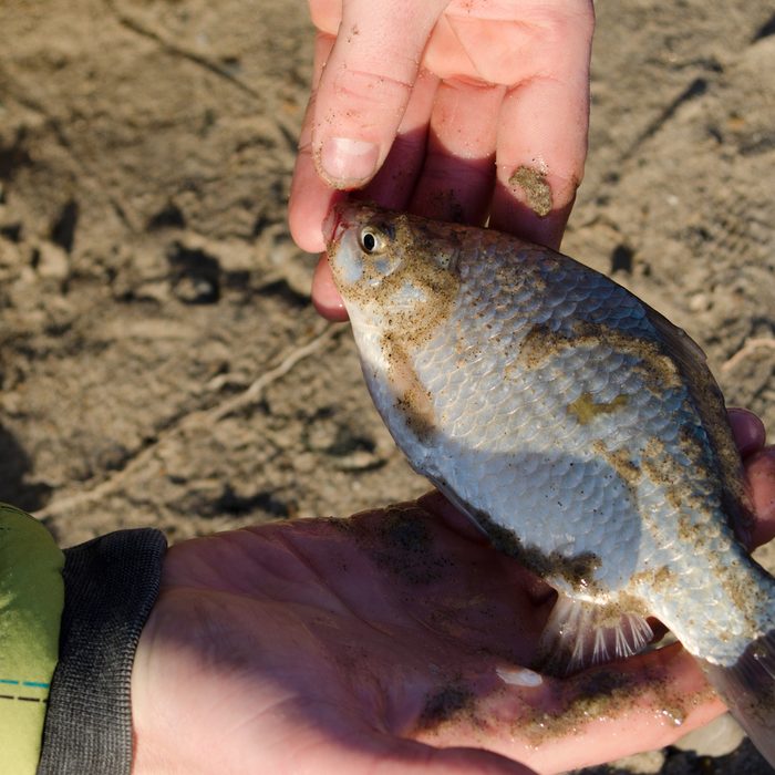 fresh-caught fish buffalo in the fisherman's hands
