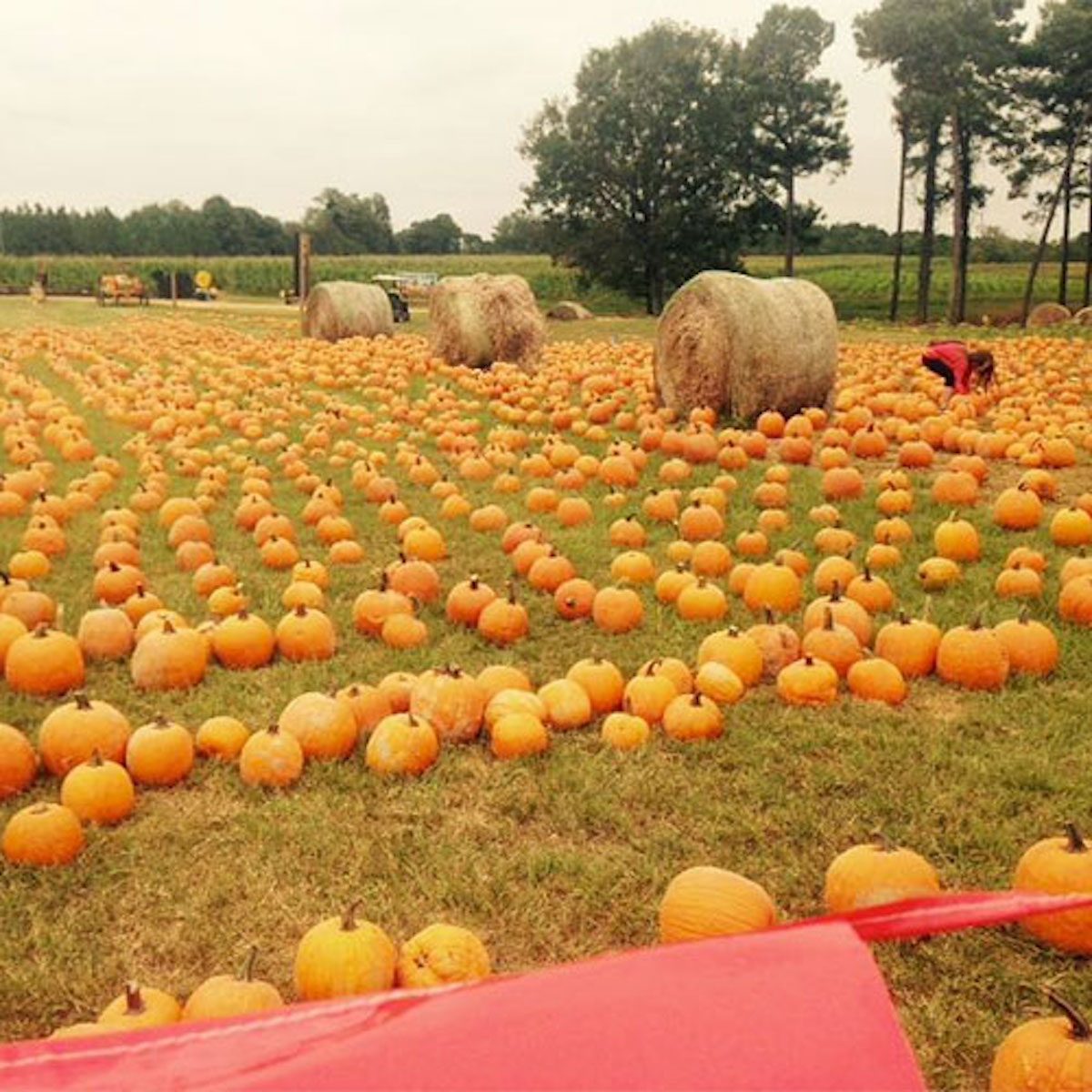 Mitchell's Farms