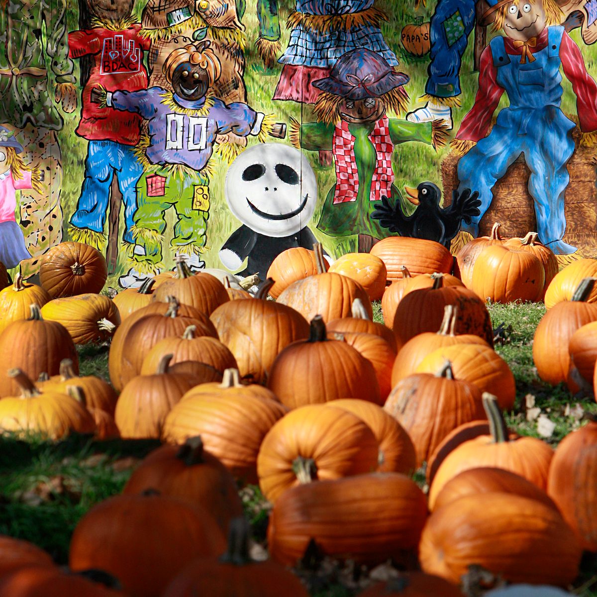 Papa's Pumpkin Patch