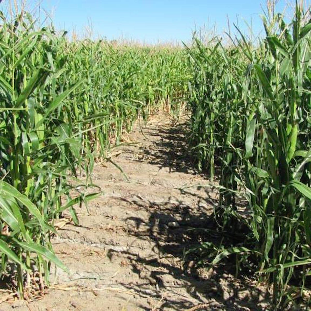 Crazy Cornmaze