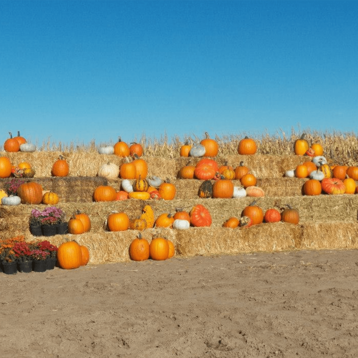 Ellis's Harvest Home