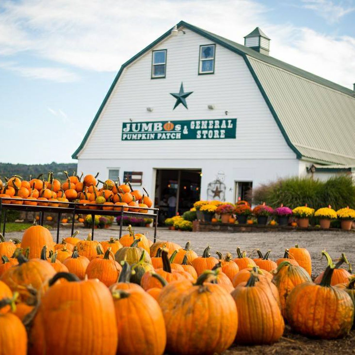 Jumbo's Pumpkin Patch