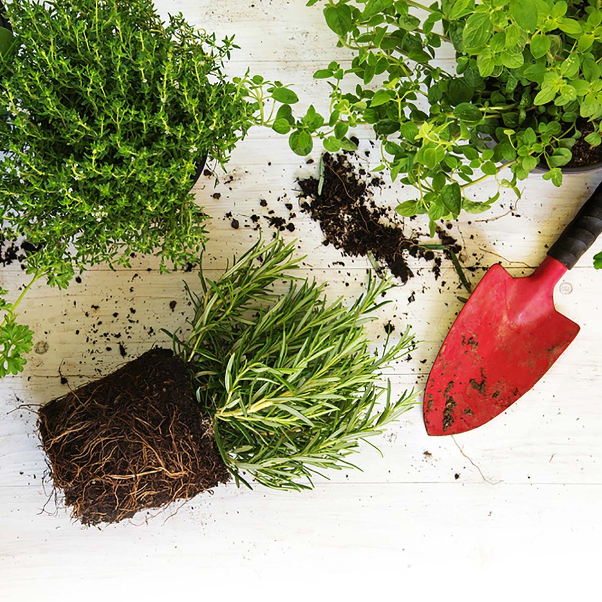 Planting herbs