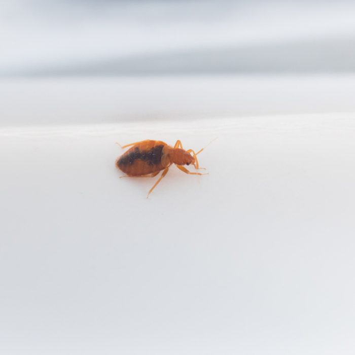 The bed bug crawls over the gray paper