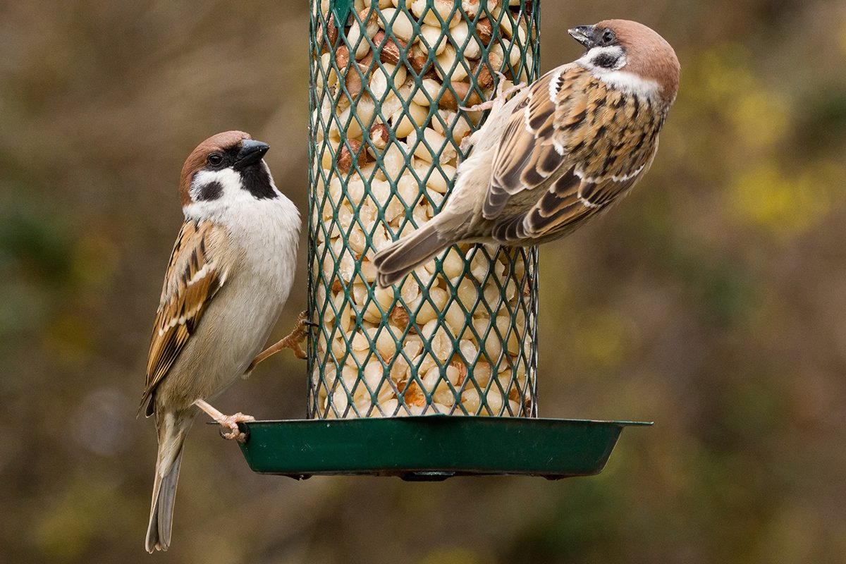 Close up photo of two eurasian tree sparrows on a feeder with peanuts; Shutterstock ID 136554365; Job (TFH, TOH, RD, BNB, CWM, CM): Taste of Home