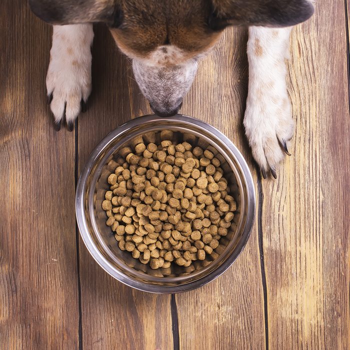 Bowl of dry kibble dog food and dog's paws and neb over grunge wooden floor