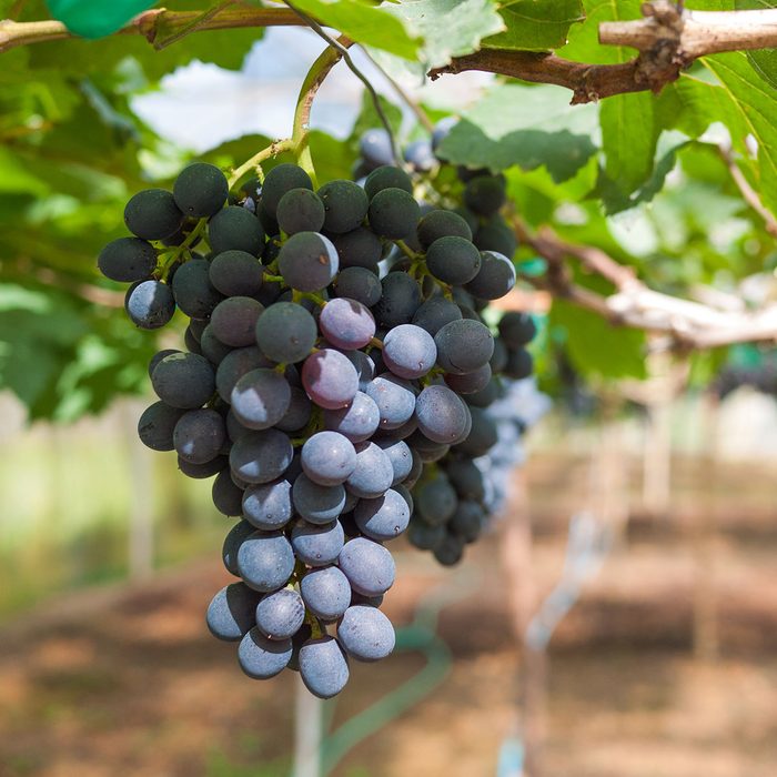 Grape farm