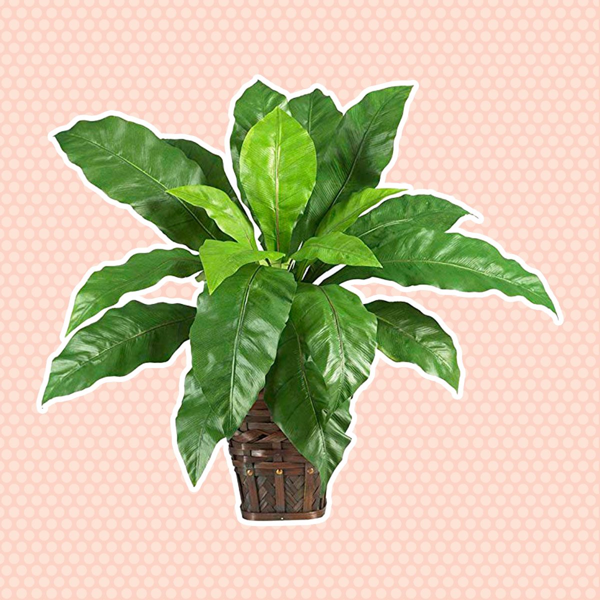 Bird's nest fern