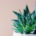 10 Non-Toxic Houseplants That Are Safe for Your Pets