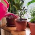 21 of the Best Low-Light Houseplants