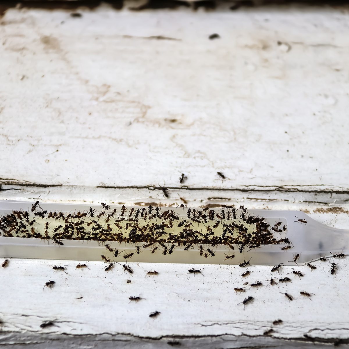 Ants in a trap