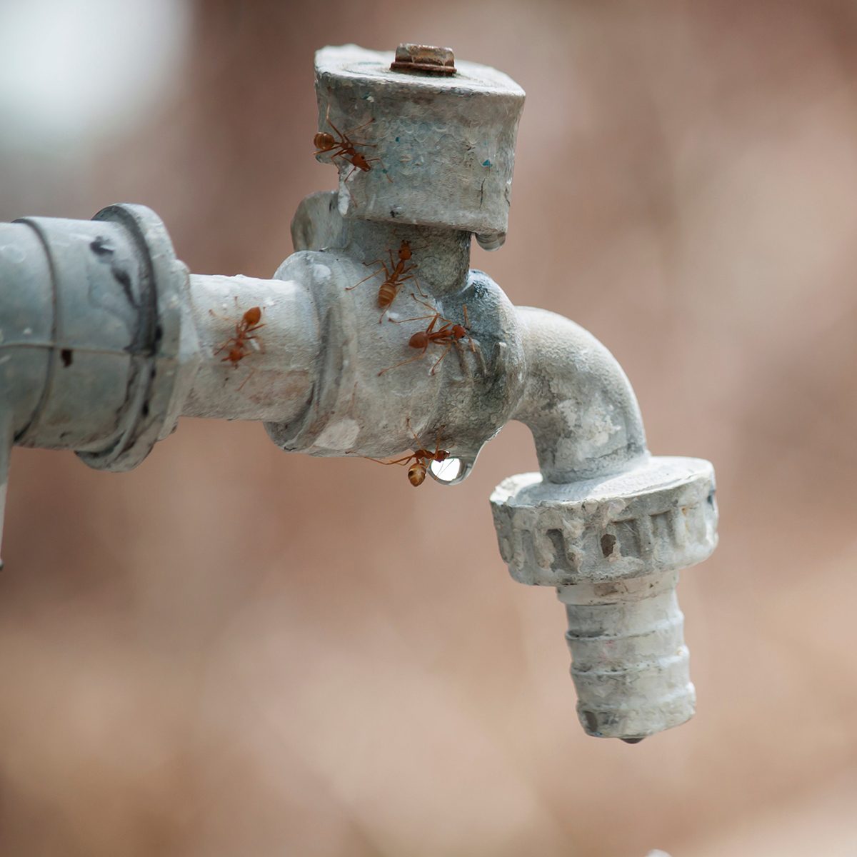 faucet