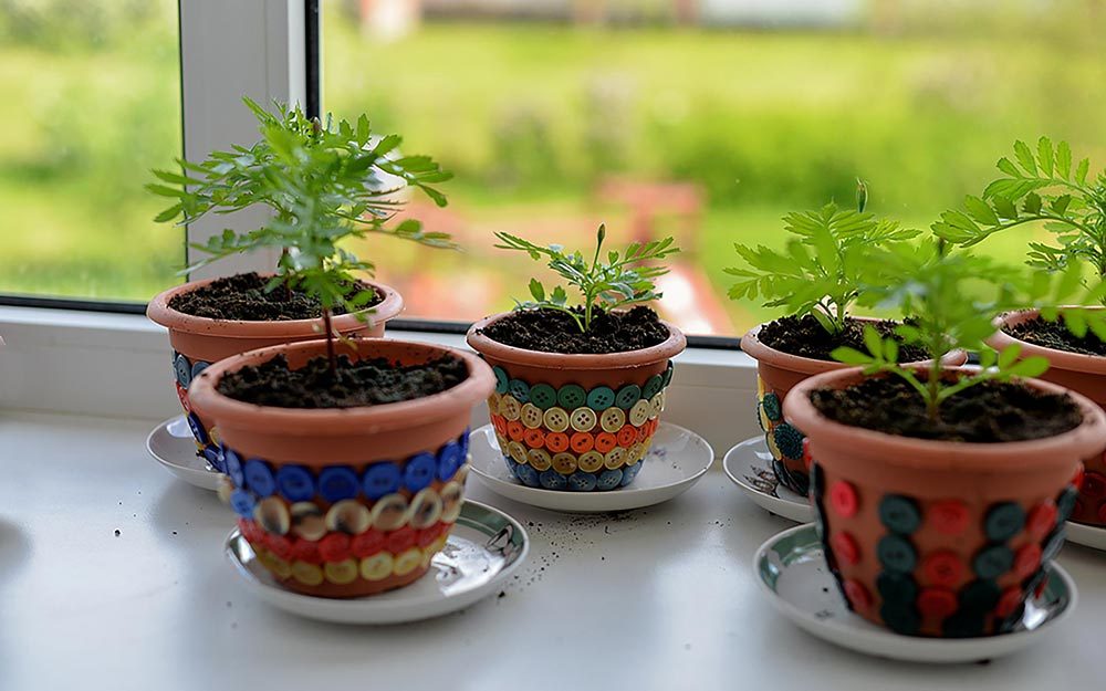 plants