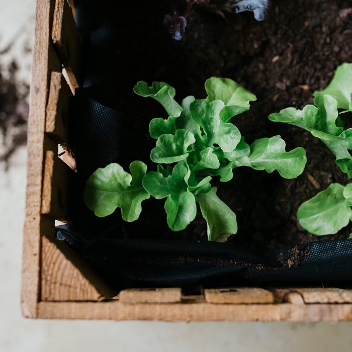 Plant in soil