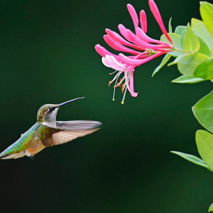 Hummingbird hovering by honeysuckle flower