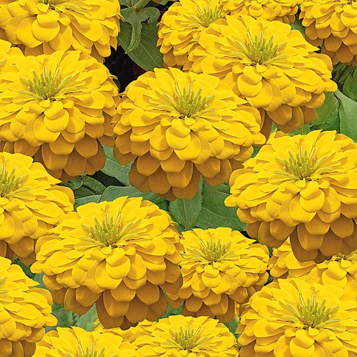 Zinnia flowers