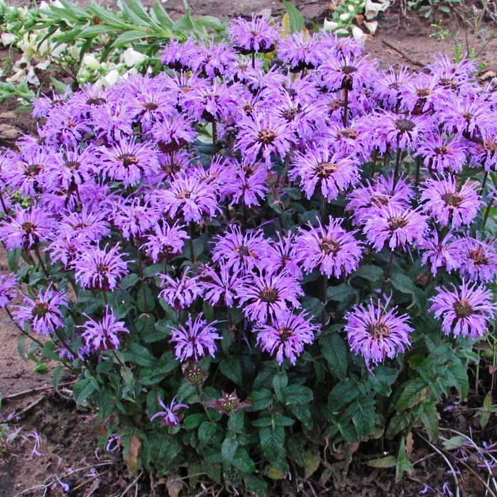 Bee Balm
