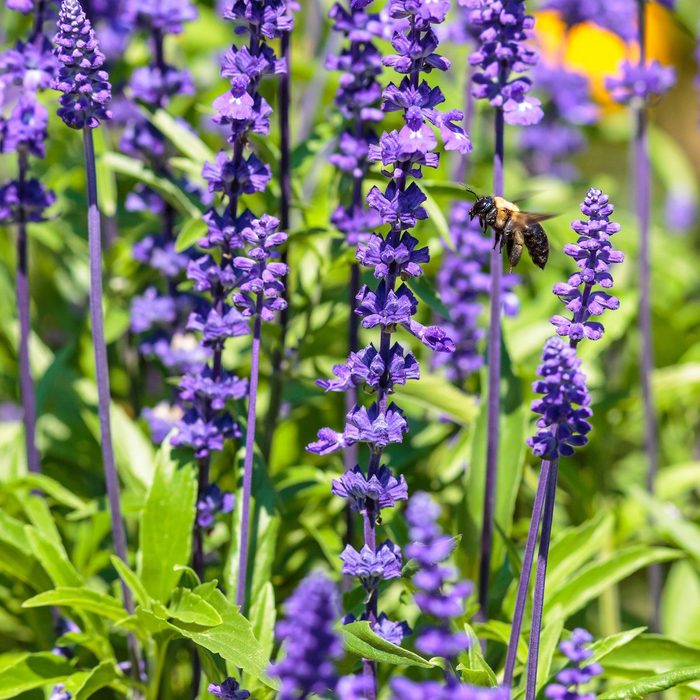 victoria blue salvia