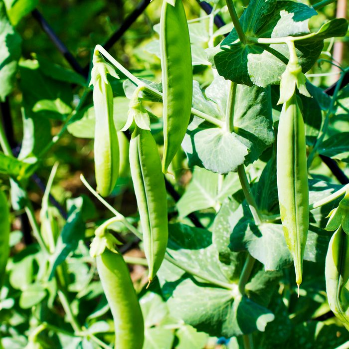 Erbsen Schoten (Pisum sativum), Pflanze, Rheinland-Pfalz, Deutschland