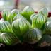 This Clear Succulent Looks Exactly Like Raindrops—Here's Where You Can Get One