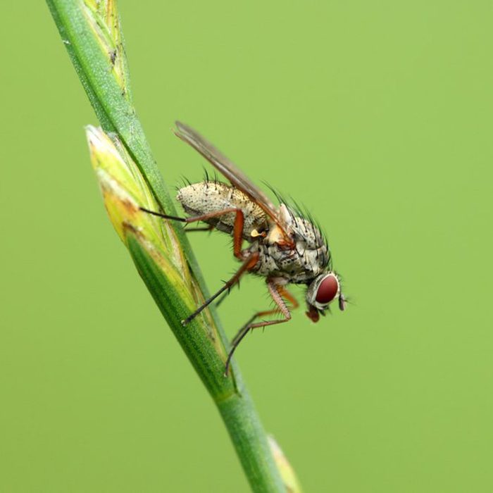 Flies