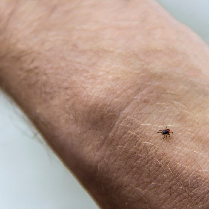 tick