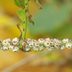 How to Get Rid of the 10 Worst Garden Insects