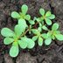 12 Invasive Plants That Might Be Hiding In Your Yard