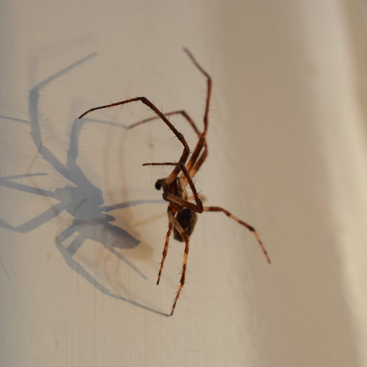 Close-Up Of Spider