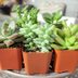 9 Easy-to-Grow Houseplants All Plant Parents Need