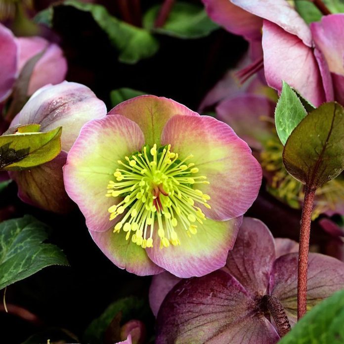 Closeup Of Helleborus Penny's Pink Bloom