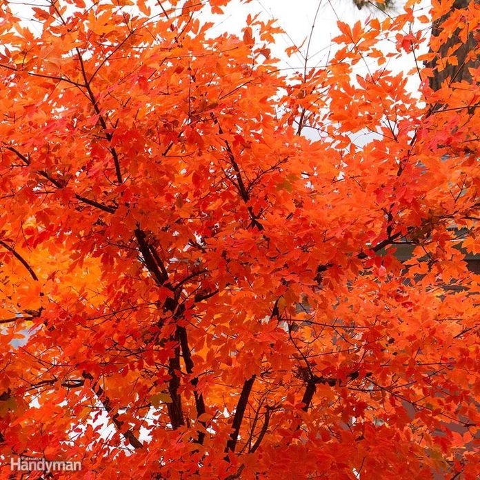 Good Front Yard Trees: Paperbark Maple