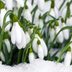 21 Early Blooming Flowers for Spring
