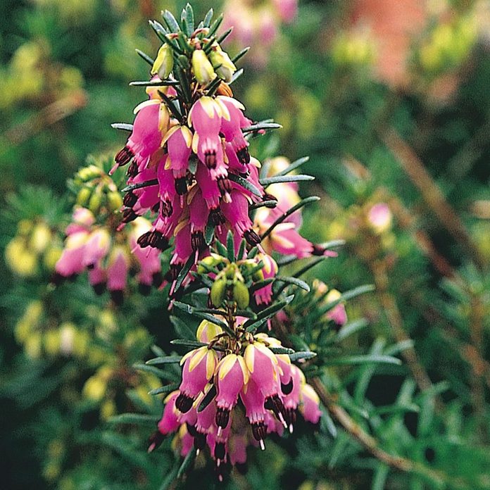 Winter Heath