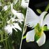 This White Dove Flower Looks Just Like a Bird in Flight