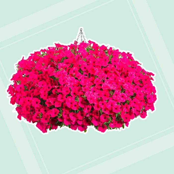 Petunias