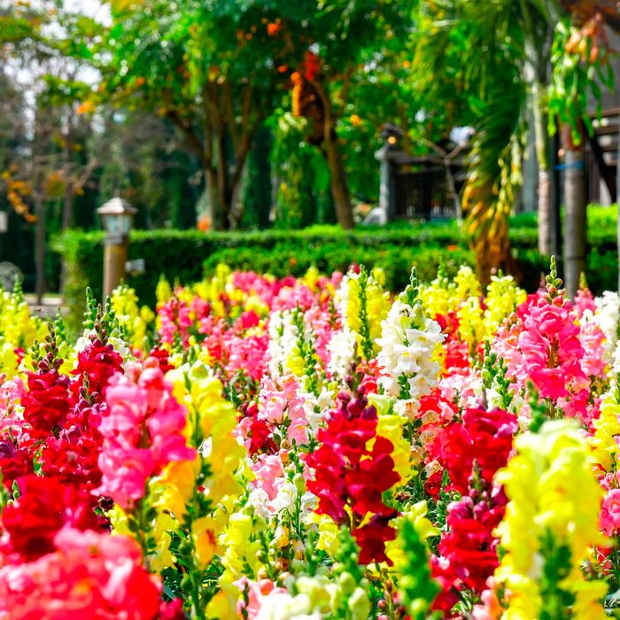 Snapdragons