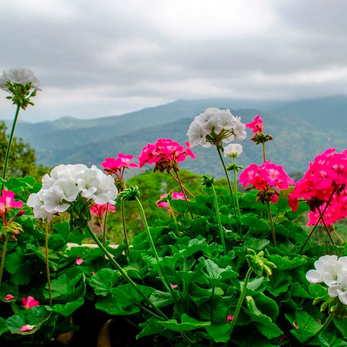 Geraniums