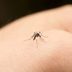 9 Foods That Will Soothe Bug Bites and Keep Mosquitoes Away