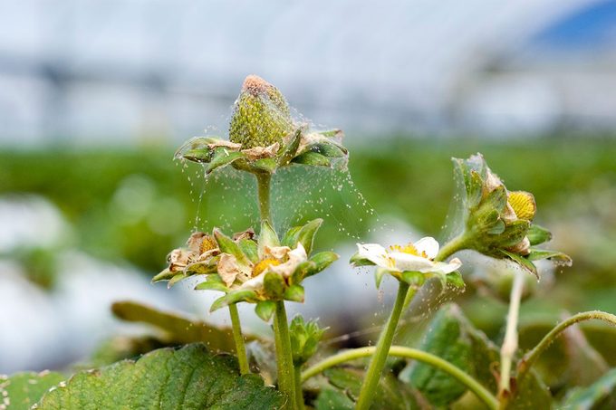 What Are Spider Mites and How Do You Get Rid of Them?