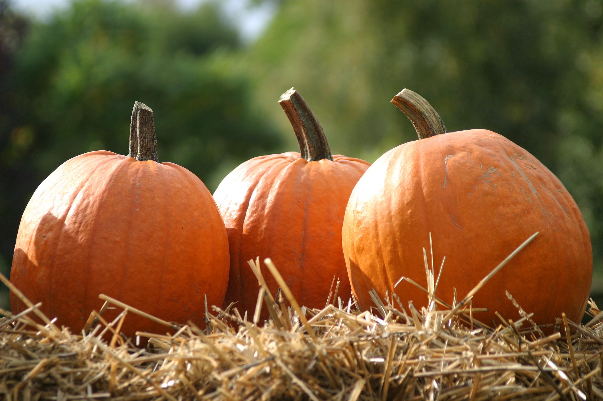 Halloween Pumpkins