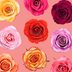 17 Rose Color Meanings to Help You Pick the Perfect Bloom Every Time
