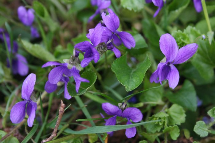 close up of purple Common violets growing outside with greenery