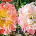 These Color-Changing Peonies Will Light Up Your Garden