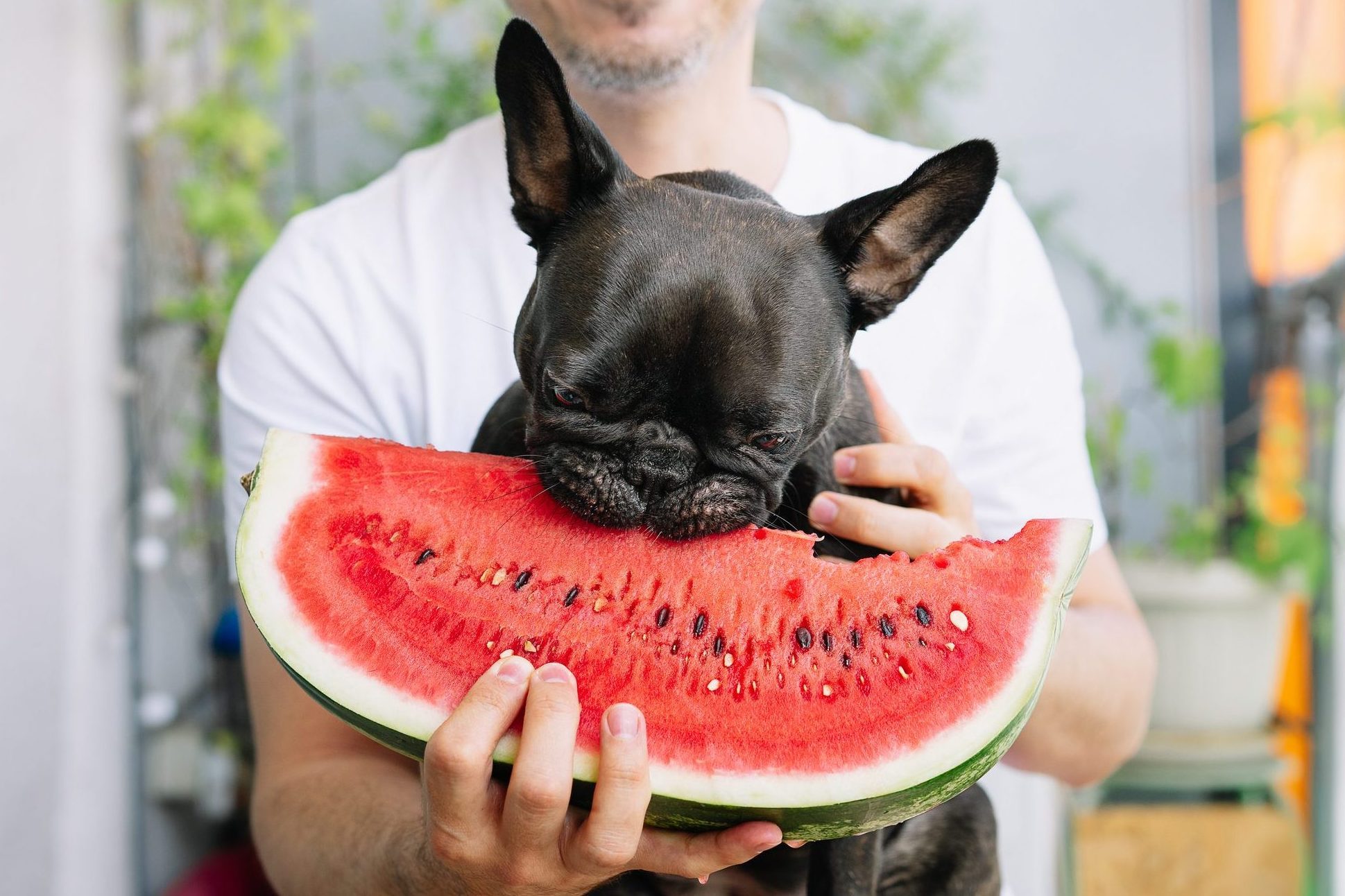Midsection Of Man With French Bulldog Eating watermelon on a hot summer day