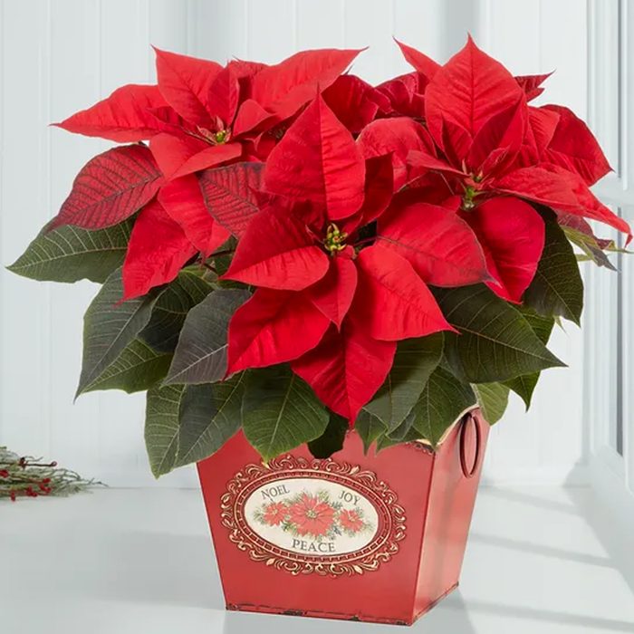 Holiday Traditions Poinsettia Ecomm 1800flowers.com