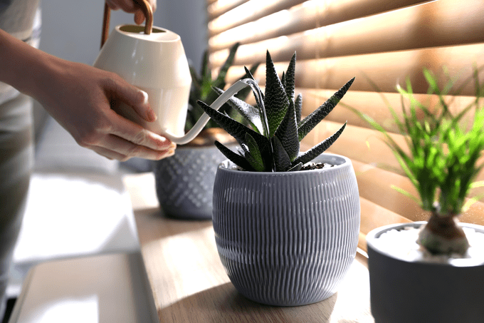 How Often You Should Water Succulents