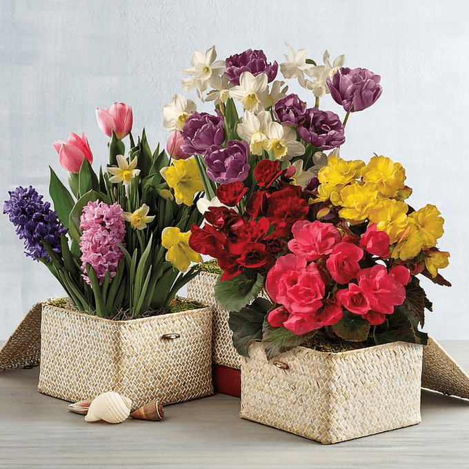 Harry and David Bulb-of-the-Month Club: A Unique Floral Surprise for Your Loved Ones