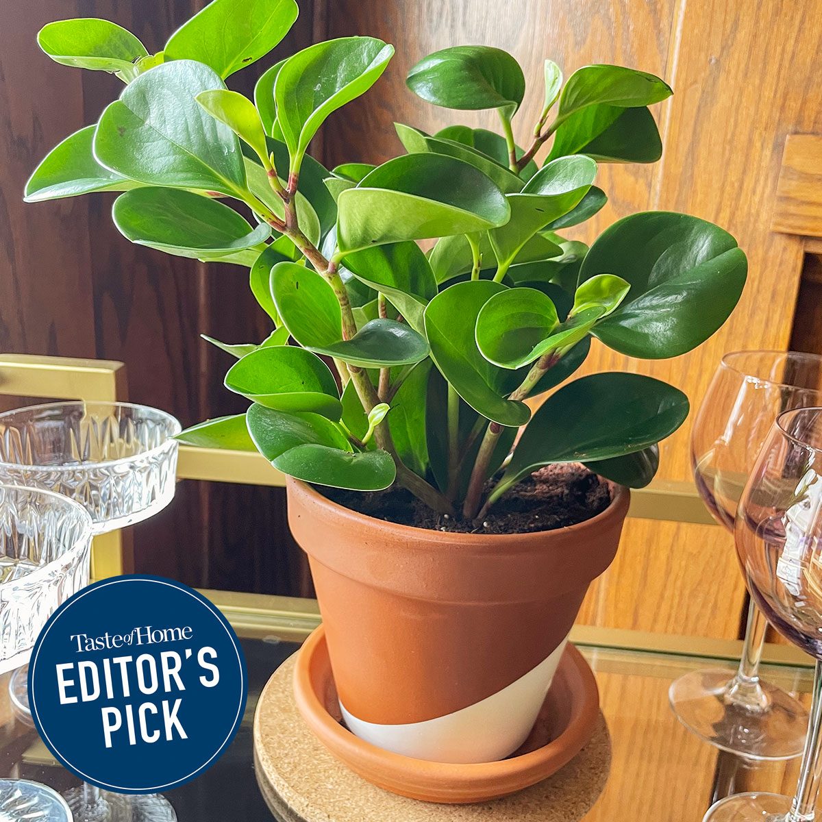 Horti plant on a bar cart at home